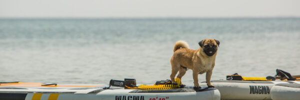 Paddle djerba