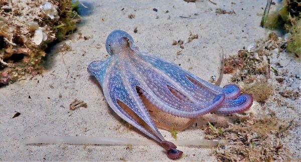 Plongée à Bizerte : que voit-on lors d’un baptême ?